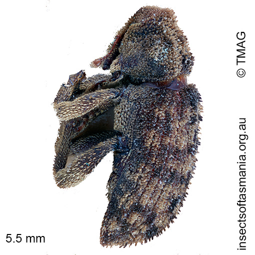 Achopera-alternata_a Achopera alternata