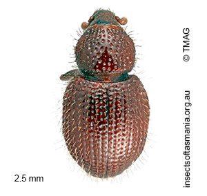 Aphela BELL sp. n. 01