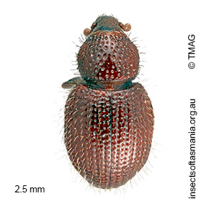 Aphela BELL sp. n. 01