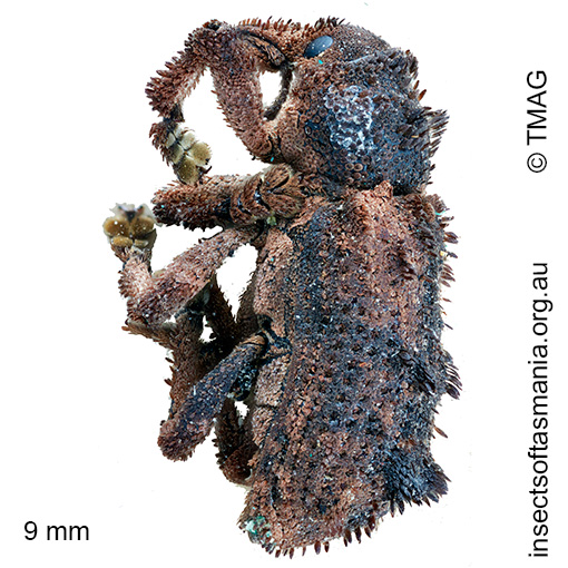 Aromagis echinata