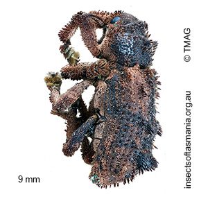 Aromagis echinata