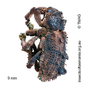 Aromagis echinata