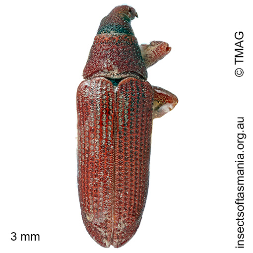 Atelicus sp