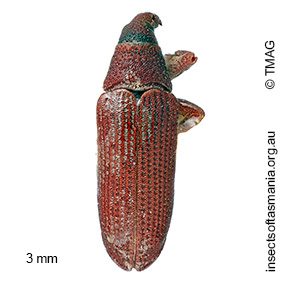 Atelicus sp