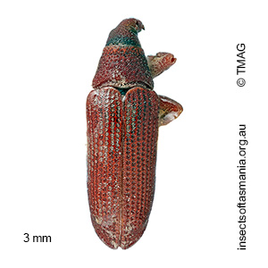Atelicus sp