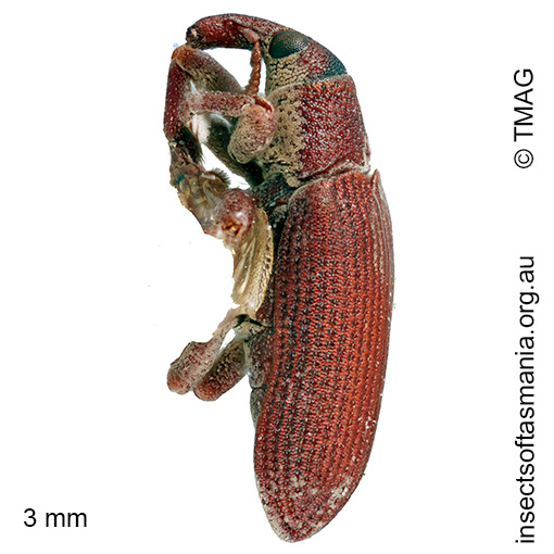 Atelicus sp