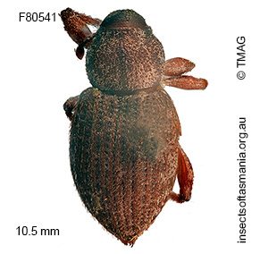 Aterpini unplaced sp TMAG_F80541