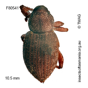 Aterpini unplaced sp TMAG_F80541