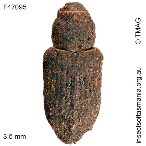 Bagous-sp-TMAG_F47095 Bagous sp TMAG_F47095