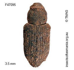 Bagous sp TMAG_F47095