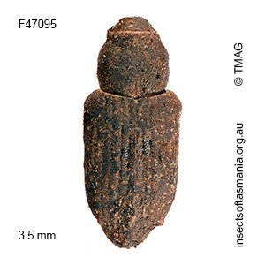 Bagous sp TMAG_F47095