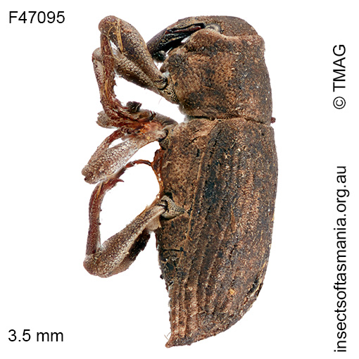 Bagous-sp-TMAG_F47095_a Bagous sp TMAG_F47095