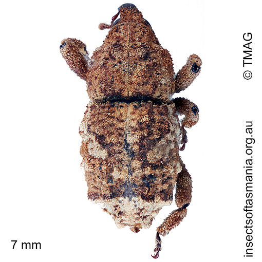 Brachyporopterus apicigriseus