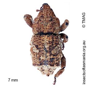 Brachyporopterus apicigriseus