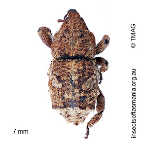 Brachyporopterus apicigriseus