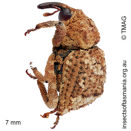 Brachyporopterus apicigriseus