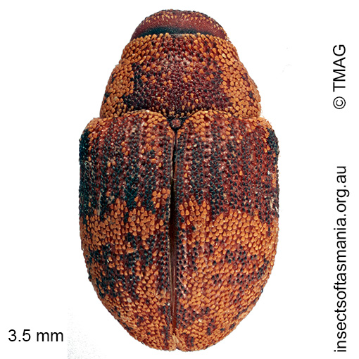 Cryptoplus sp