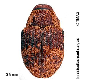 Cryptoplus sp