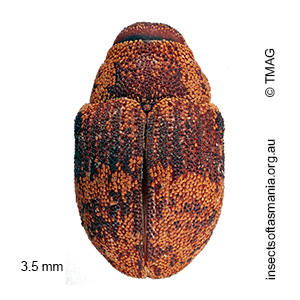 Cryptoplus sp