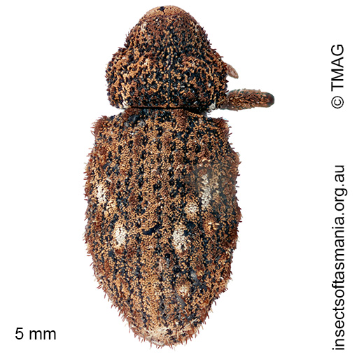 Cryptorhynchini gen nov sp