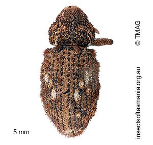 Cryptorhynchini BELL gen. n. 02 sp. 01