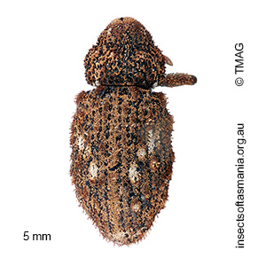 Cryptorhynchini BELL gen. n. 02 sp. 01