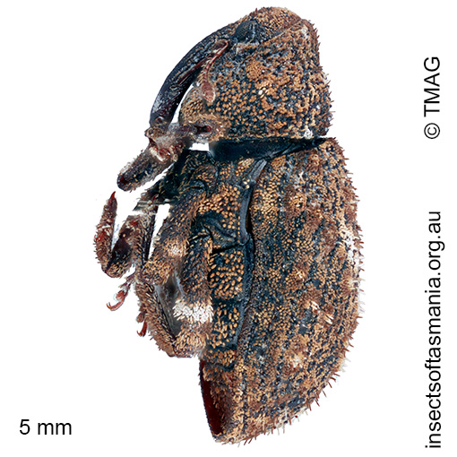 Cryptorhynchini gen nov sp