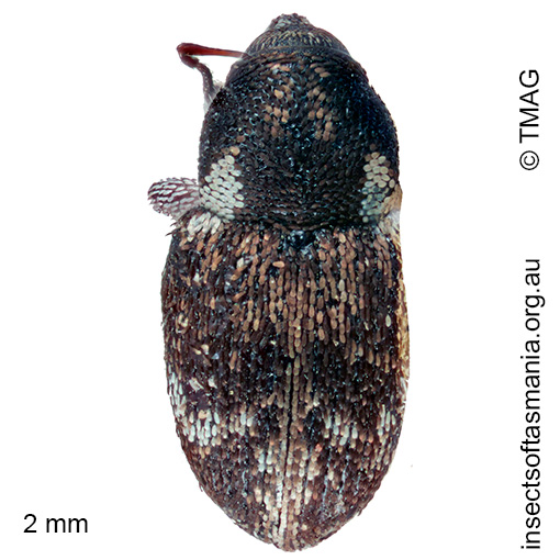 Cydmaea-sp Cydmaea sp