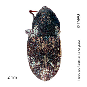 Cydmaea luctuosa