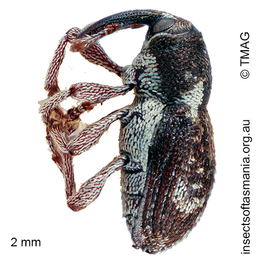 Cydmaea-sp_a Cydmaea sp