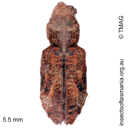 Cyllorhamphus tuberosus