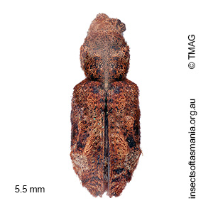 Cyllorhamphus tuberosus