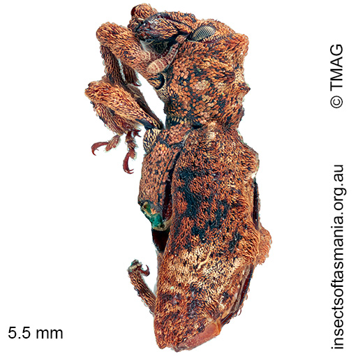 Cyllorhamphus tuberosus