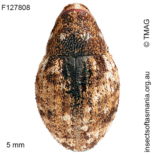 Decilaus-mixtus Decilaus mixtus