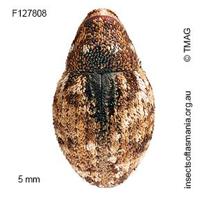 Decilaus mixtus