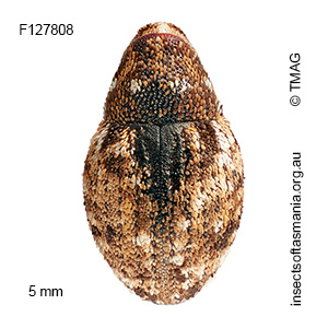 Decilaus mixtus