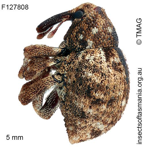 Decilaus-mixtus_a Decilaus mixtus