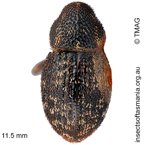 Decilaus-sp-TMAG_FT41605 Decilaus sp TMAG_FT41605