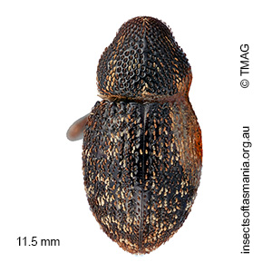 Decilaus sp TMAG_FT41605