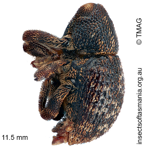 Decilaus-sp-TMAG_FT41605_a Decilaus sp TMAG_FT41605