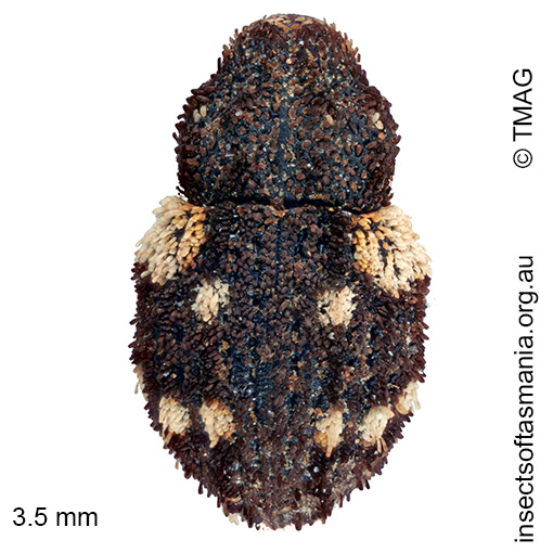 Exithius tricarinatus