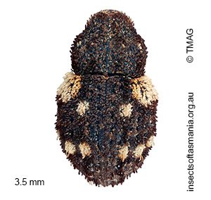 Exithius tricarinatus