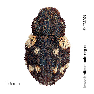 Exithius tricarinatus