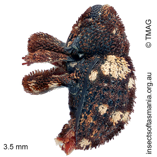 Exithius tricarinatus