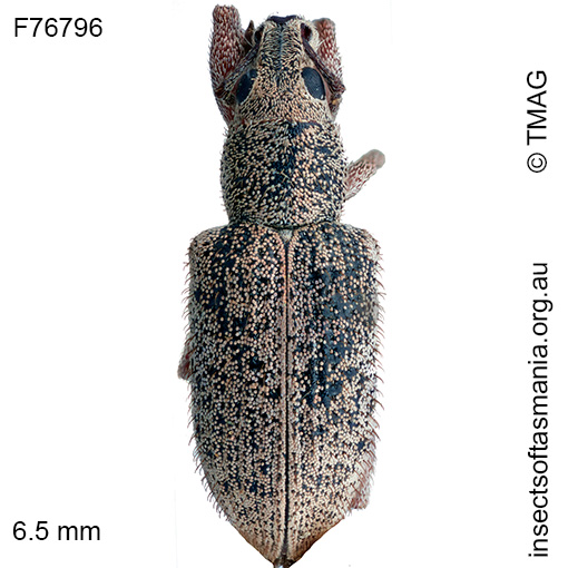 Entiminae-unplaced-sp-TMAG_F76796 Entiminae unplaced sp TMAG_F76796