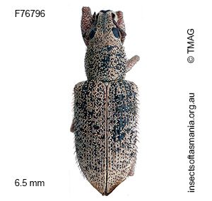 Entiminae unplaced sp TMAG_F76796
