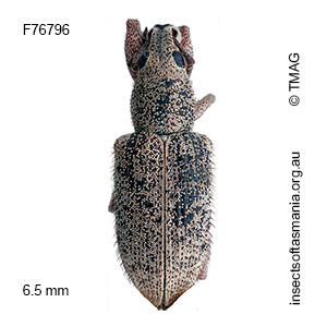 Entiminae unplaced sp TMAG_F76796