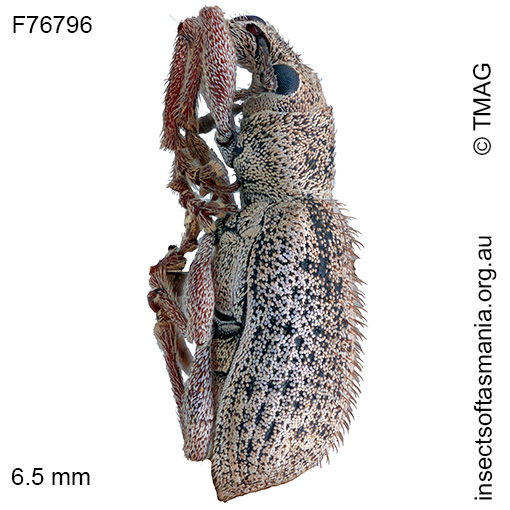 Entiminae-unplaced-sp-TMAG_F76796_a Entiminae unplaced sp TMAG_F76796