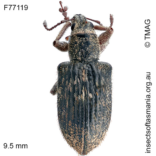Entiminae unplaced sp TMAG_F77119