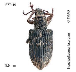 Entiminae unplaced sp TMAG_F77119
